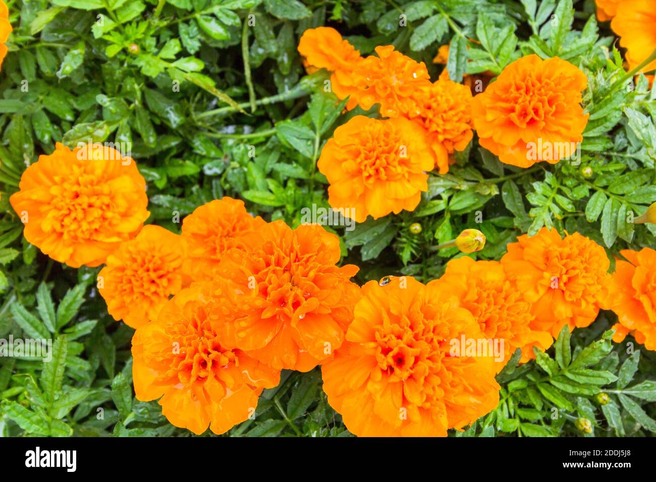 Fleurs de Marigold à Yeongwol, Corée du Sud Banque D'Images