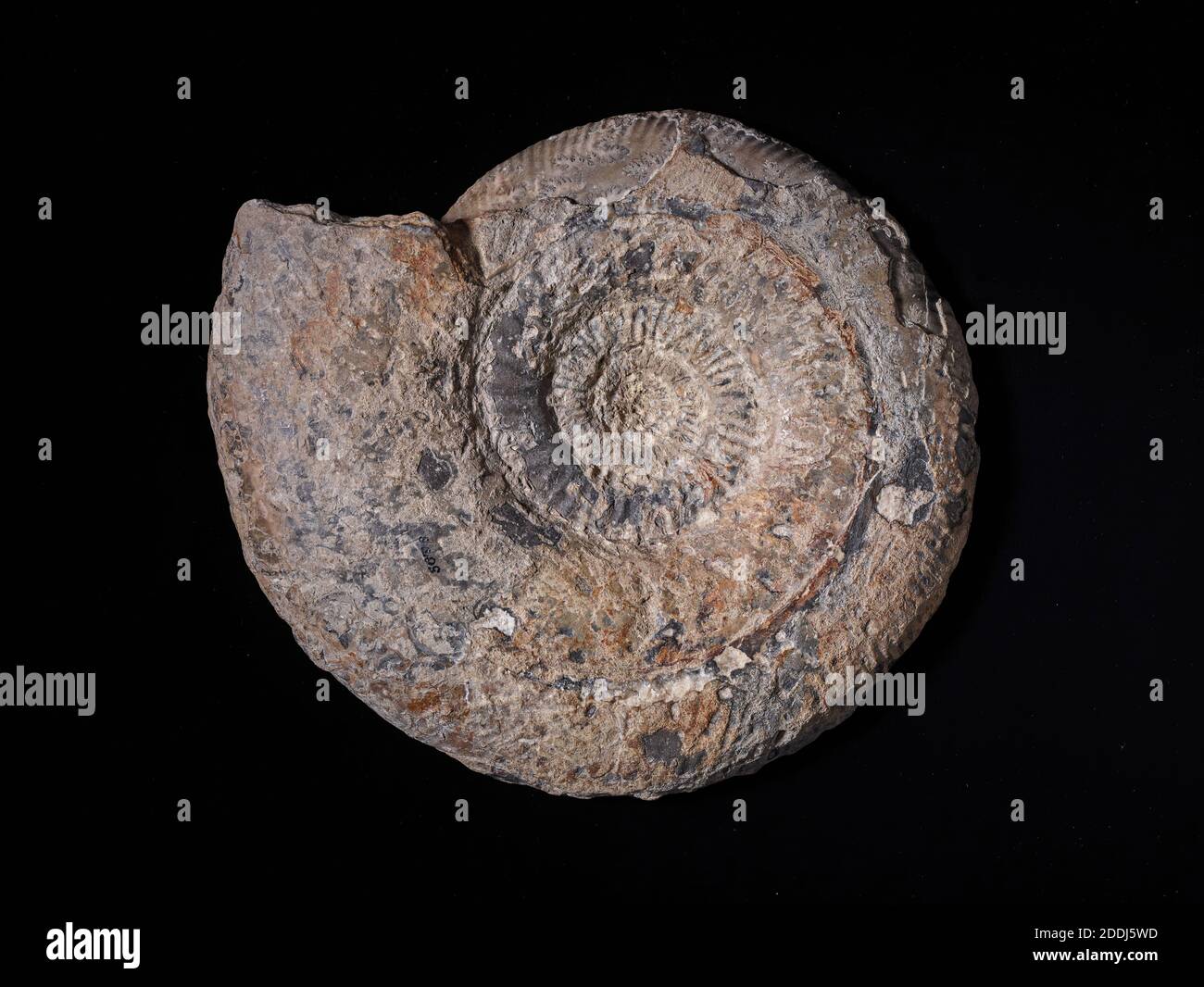 Section Ammonite, Collection de sciences naturelles, Paléontologie Banque D'Images