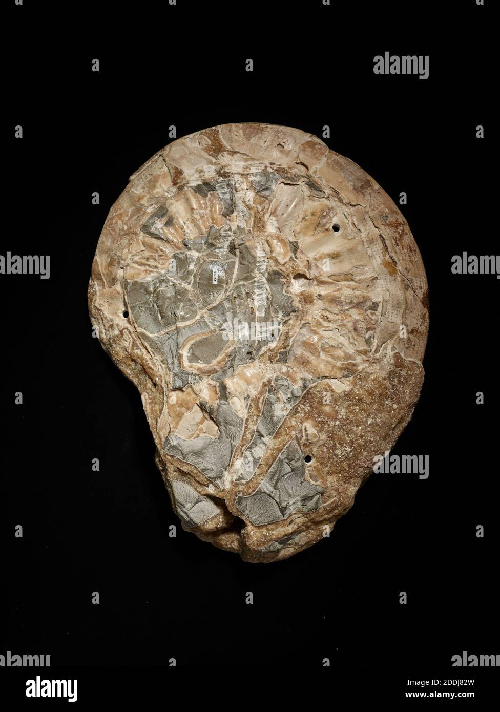 Section Ammonite, Collection de sciences naturelles, Paléontologie Banque D'Images