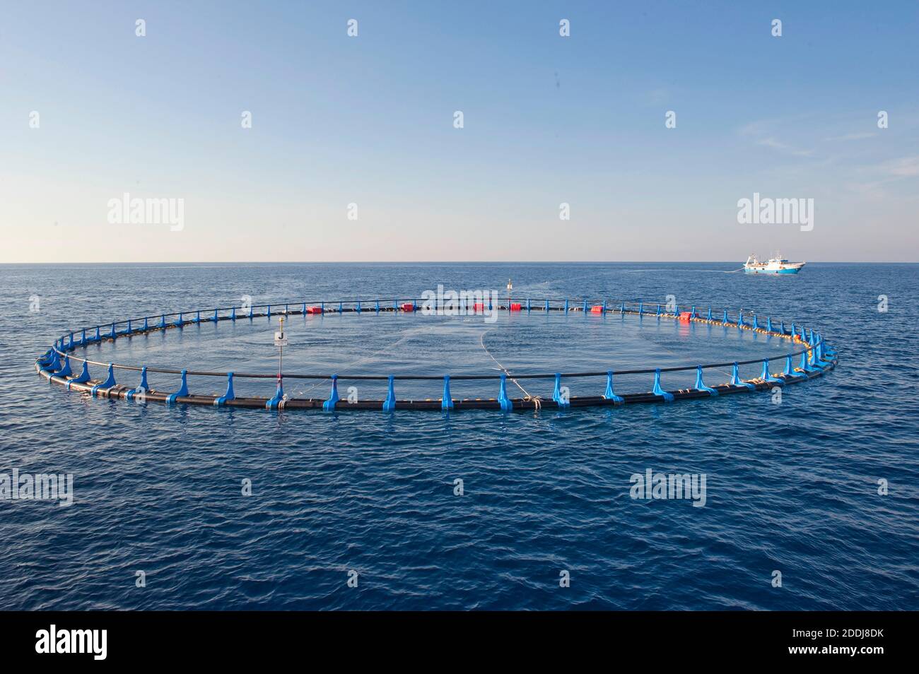 Bateau de pêche au thon rouge de l'Atlantique et filet de cage circulaire pour le transport du thon. Mer Méditerranée. Banque D'Images