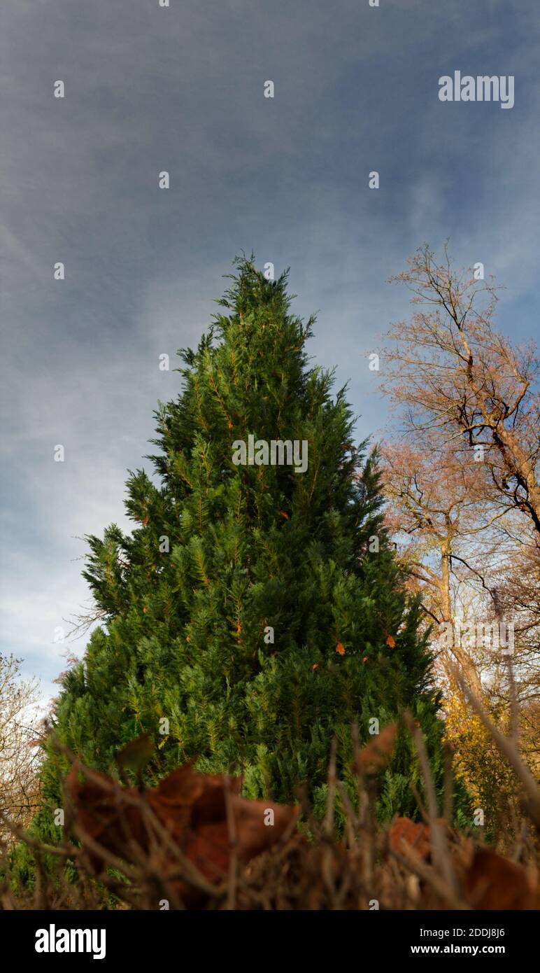 Un arbre en hiver qui ressemble à un arbre de chrismas Banque D'Images