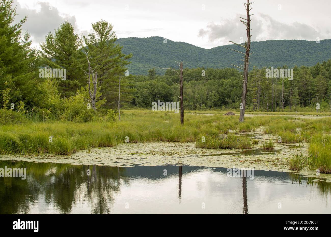 Région des zones humides du nord du New Hampshire. Près de Squam Lake où le film « on Golden Pond » a été filmé. Situé entre Holderness et Sandwich, NH. Banque D'Images