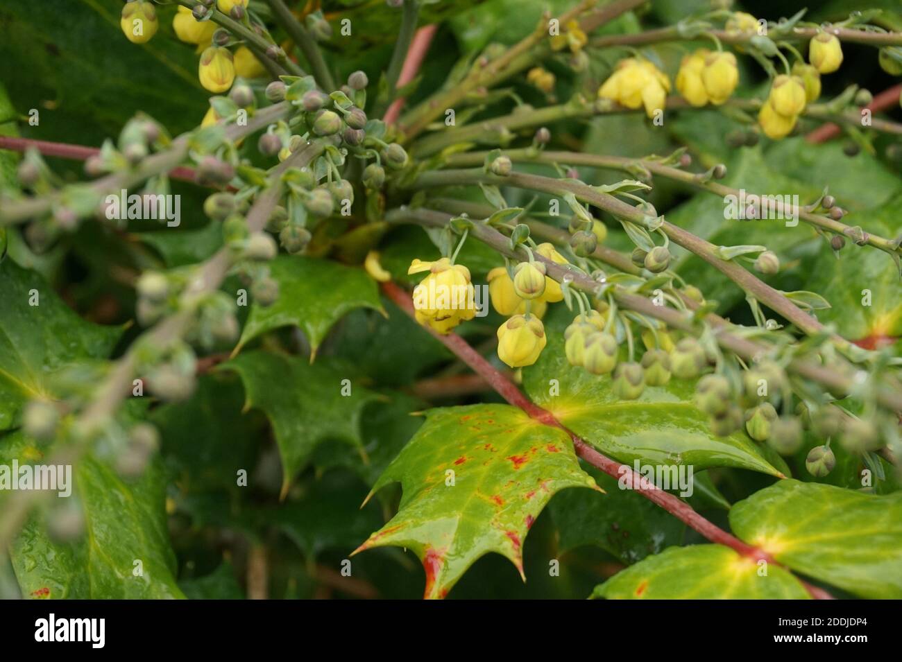 Fleurs jaunes sur le mahonia japonais. Automne dans un jardin anglais Banque D'Images