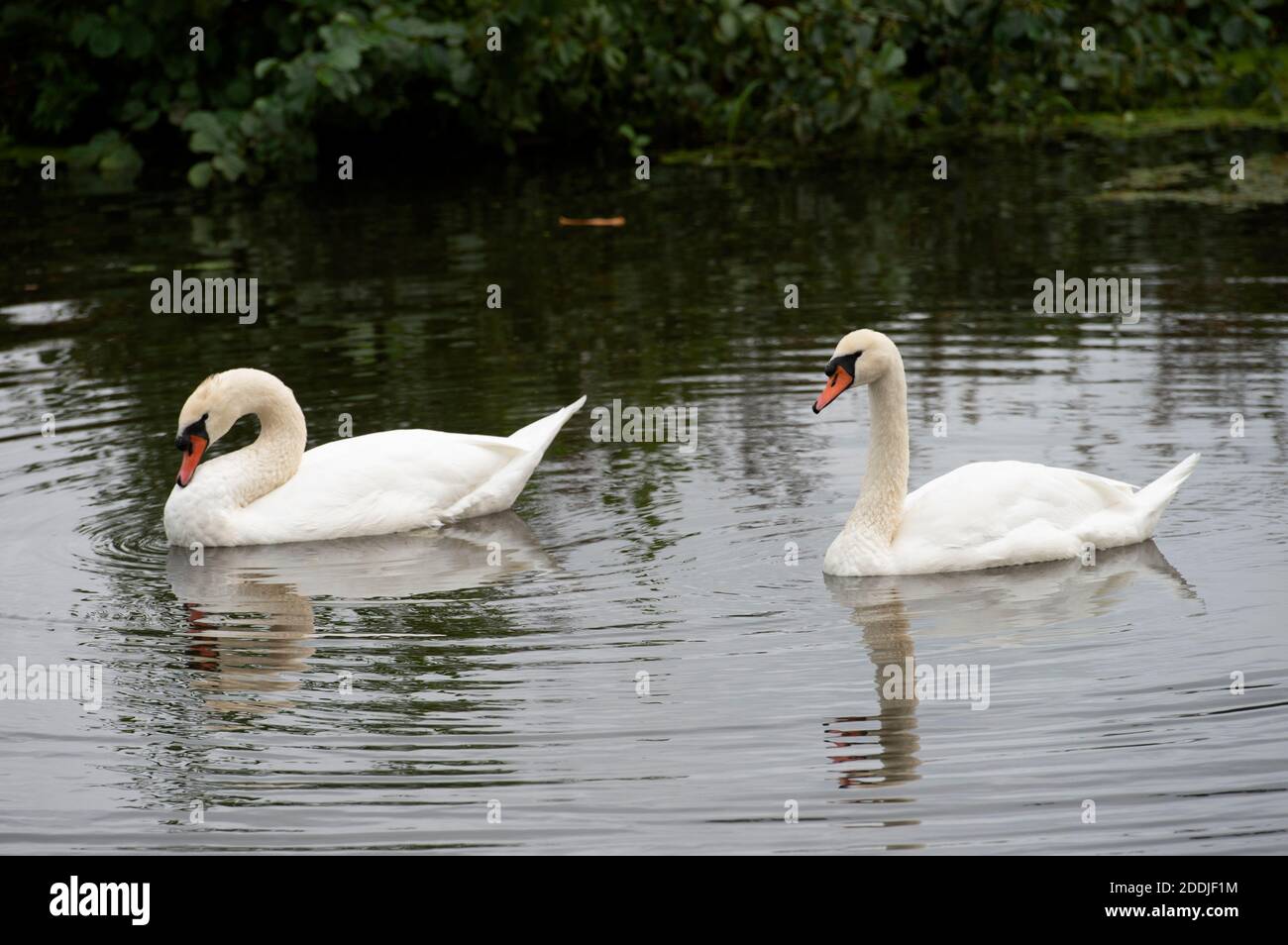 Cygnes blancs sur un petit canal, pays-Bas, septembre 2019 Banque D'Images