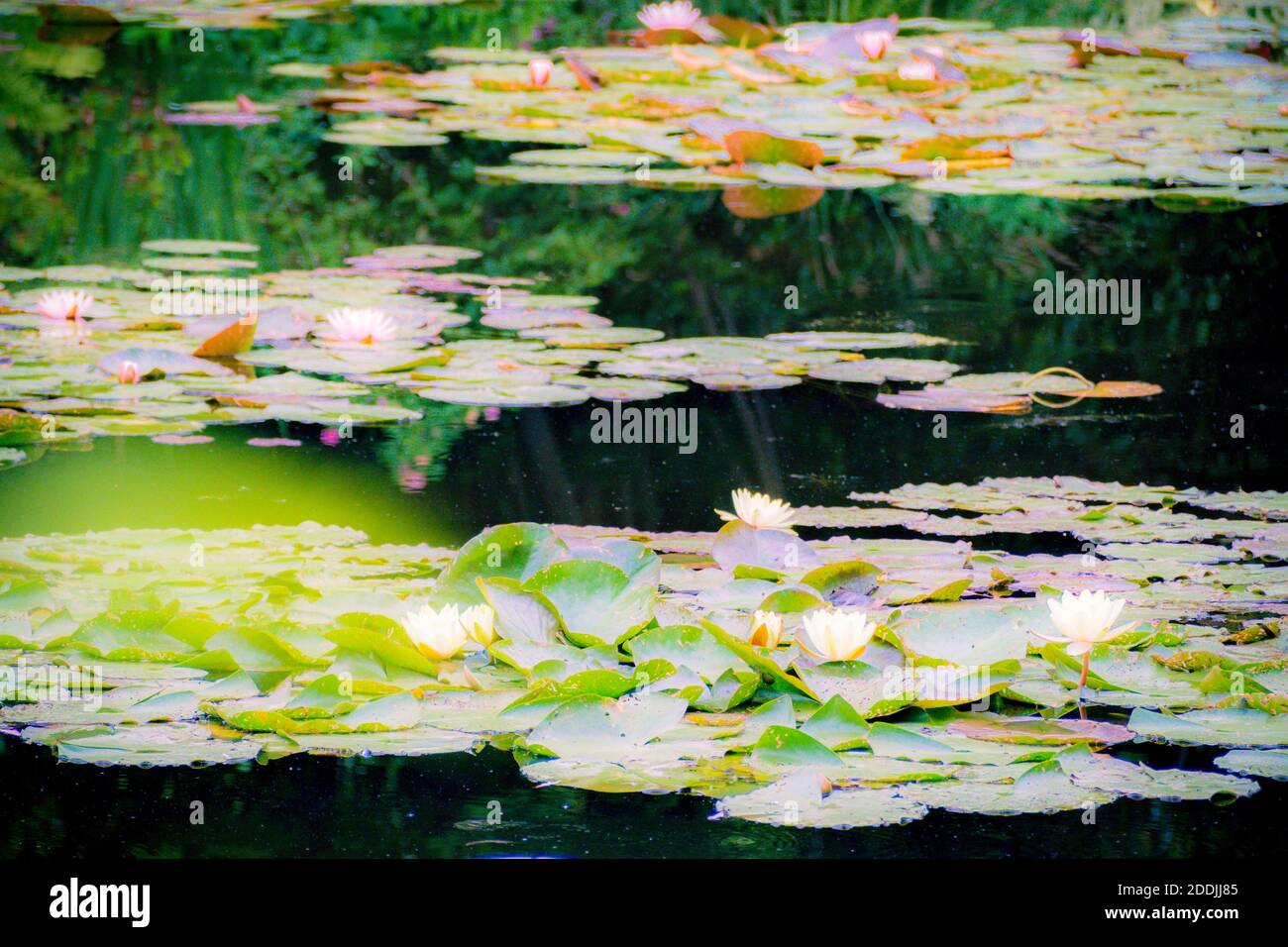 Les Jardins de Monet à Giverny - jardin de Monet - Maison et jardins de nénuphars de l'artiste français Claude Monet à Giverny, France Banque D'Images