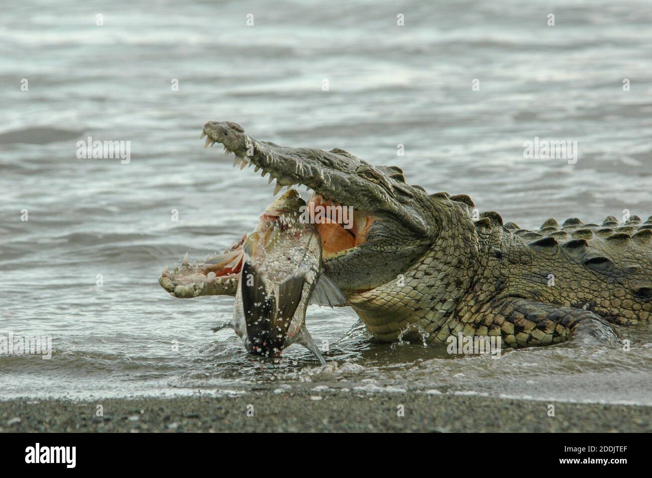 Un crocodile américain sauvage (Crocodylus acutus) au bord de l'océan et manger un snook noir dans le parc national du Corcovado au Costa Rica. Banque D'Images