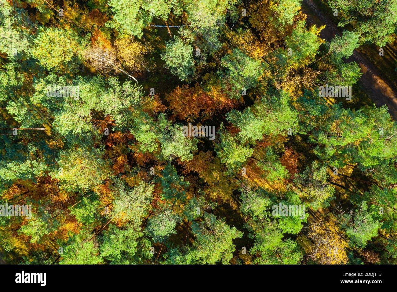 Vue aérienne de la forêt d'automne Banque D'Images