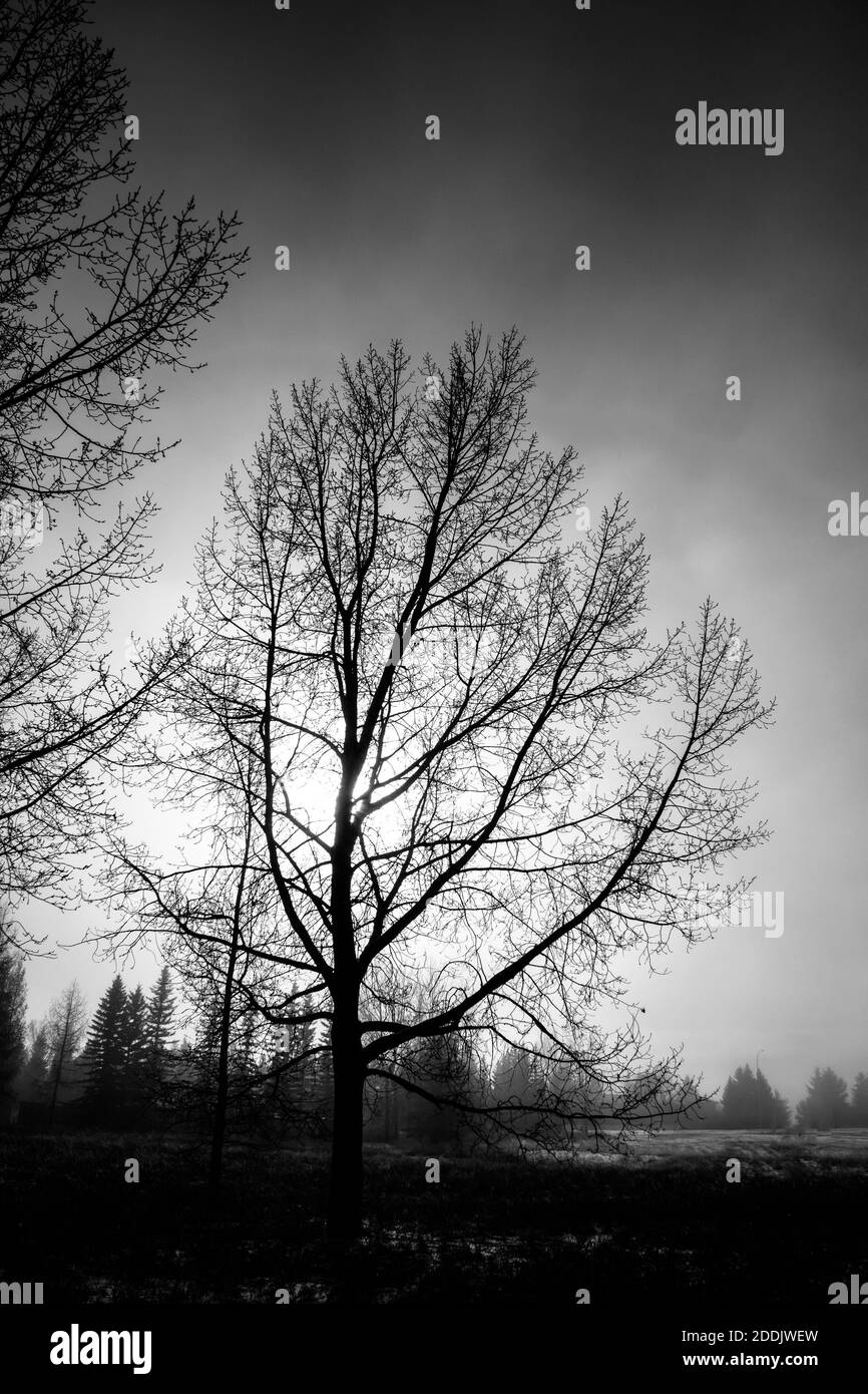 Paysages d’hiver Banque D'Images