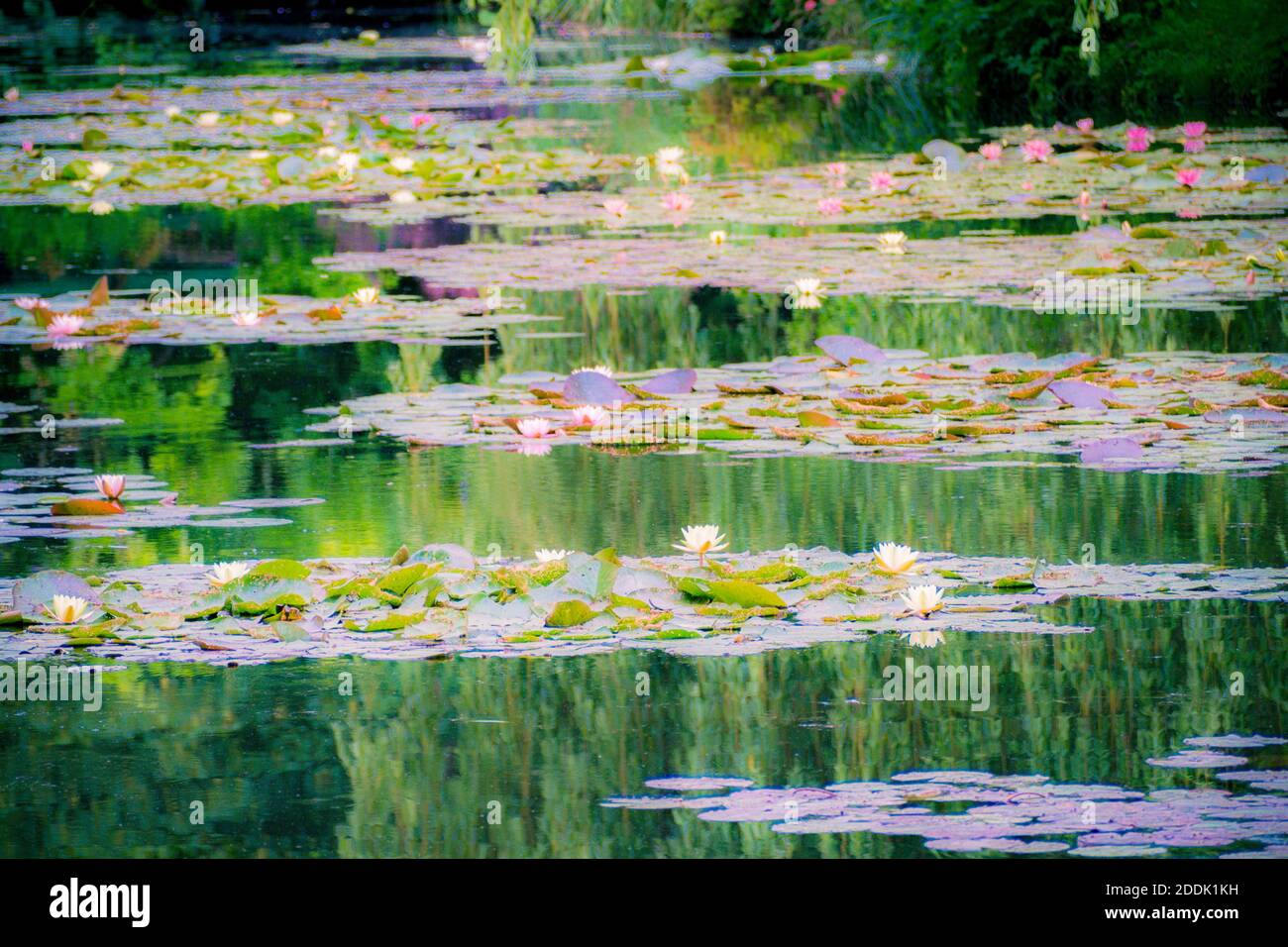 Les Jardins de Monet à Giverny - jardin de Monet - Maison et jardins de nénuphars de l'artiste français Claude Monet à Giverny, France Banque D'Images