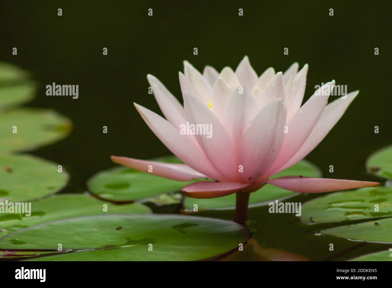 Belle fleur de nénuphars avec ses feuilles rondes dans un étang. Les belles réflexions de la fleur dans l'eau sont également observées. Banque D'Images