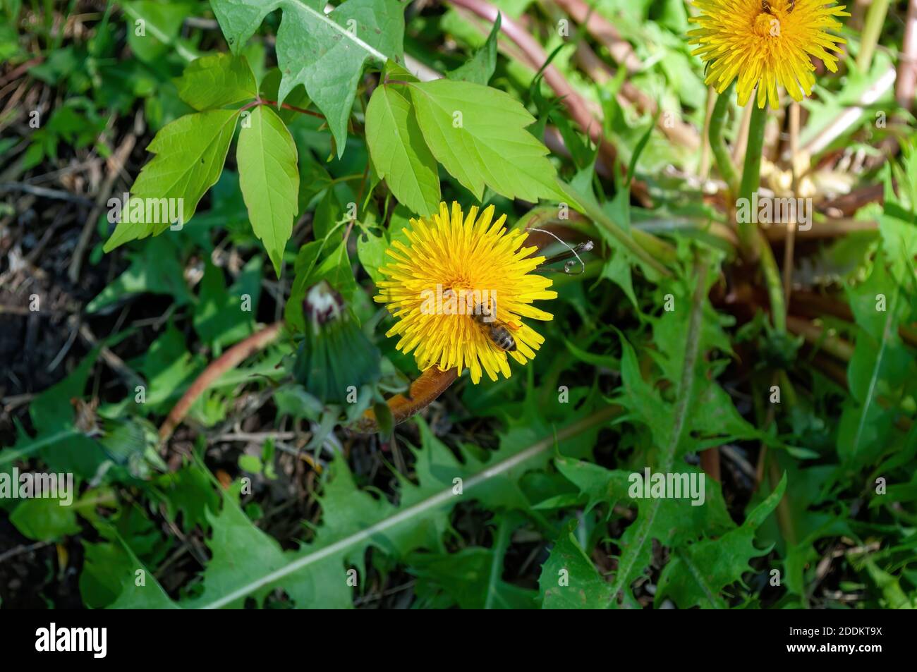 Une abeille est assise sur un pissenlit. Pissenlit un jour ensoleillé de printemps. Photo de stock Banque D'Images