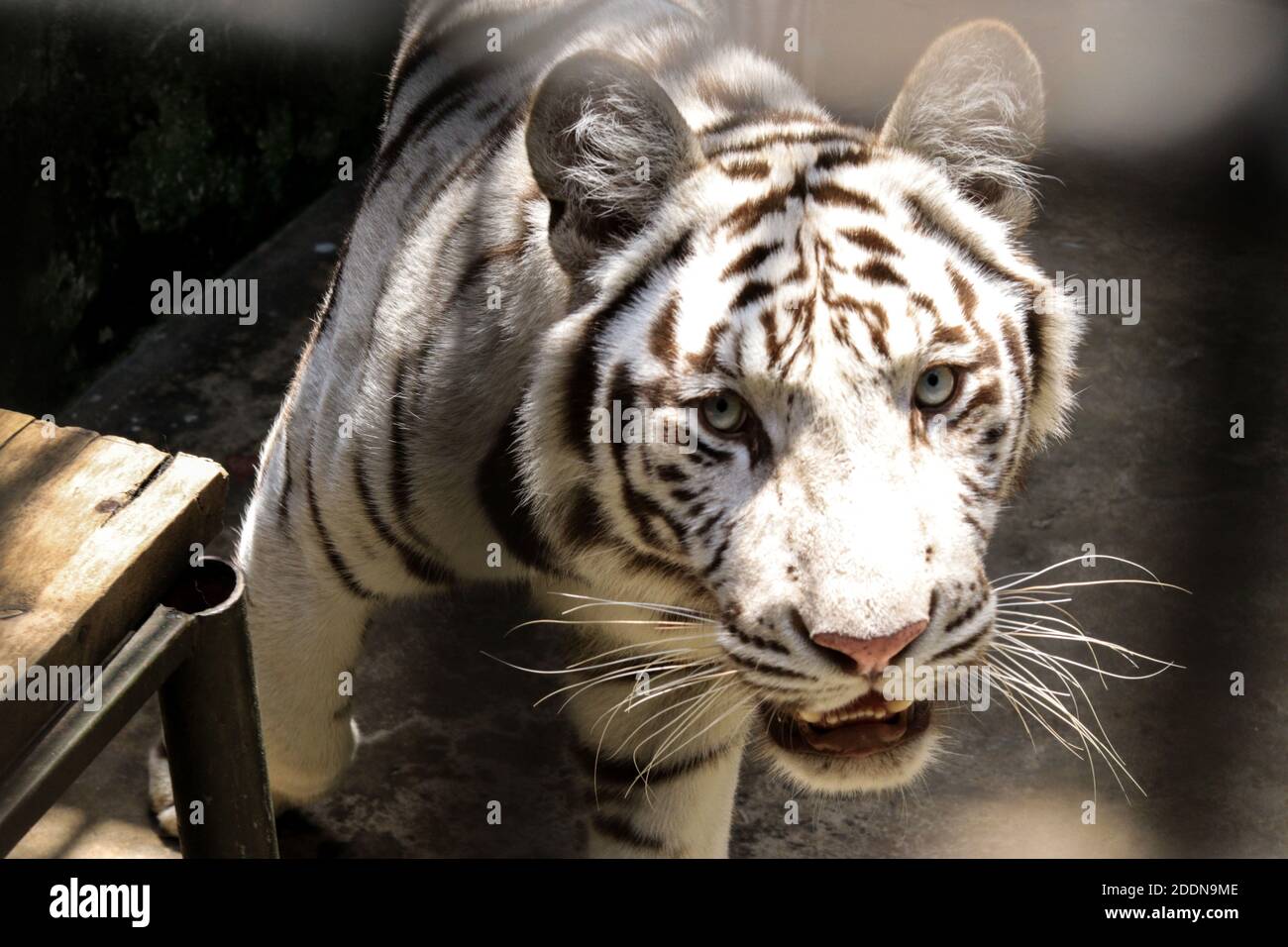 Entebbe, Ouganda. 8 octobre 2020. Un tigre mâle se trouve dans la cage du UWEC à Entebbe (Ouganda), le 8 octobre 2020. L'Ouganda a dévoilé mercredi une paire de tigres au UWEC (UGEC), à 40 km au sud de la capitale Kampala. James Musinguzi, le directeur exécutif de l'UWEC a déclaré que les animaux, un homme et une femme, étaient d'un zoo partenaire sud-africain. Ils sont arrivés dans le pays le 7 mars et sont depuis sous la surveillance de l'équipe vétérinaire de l'UWEC. Credit: Hajarah Nalwadda/Xinhua/Alamy Live News Banque D'Images