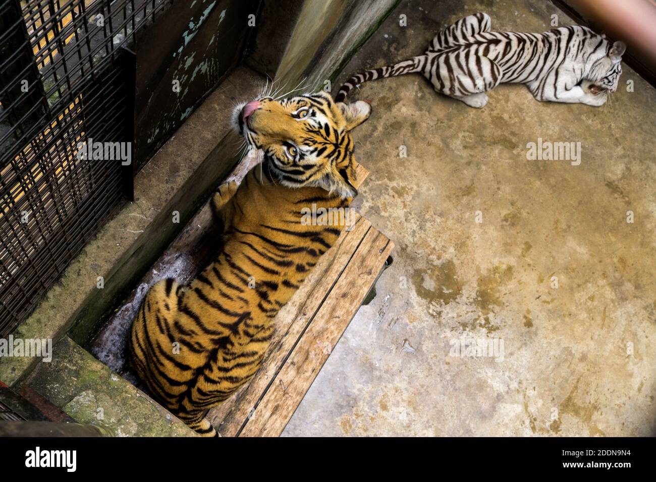 Entebbe, Ouganda. 12 octobre 2020. Les tigres féminins et masculins reposent dans leur cage au Centre ougandais d'éducation à la faune (UWEC) à Entebbe, Ouganda, le 12 octobre 2020. L'Ouganda a dévoilé mercredi une paire de tigres au UWEC (UGEC), à 40 km au sud de la capitale Kampala. James Musinguzi, le directeur exécutif de l'UWEC a déclaré que les animaux, un homme et une femme, étaient d'un zoo partenaire sud-africain. Ils sont arrivés dans le pays le 7 mars et sont depuis sous la surveillance de l'équipe vétérinaire de l'UWEC. Credit: Hajarah Nalwadda/Xinhua/Alamy Live News Banque D'Images