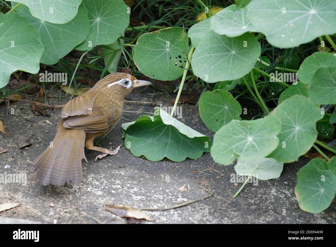 Chinois Hwamei (Garrulax canorus), seul oiseau fourrager parmi les naturtiums, Sheung Shui, nouveaux Territoires, Hong Kong, Chine 4th févr. 2019 Banque D'Images