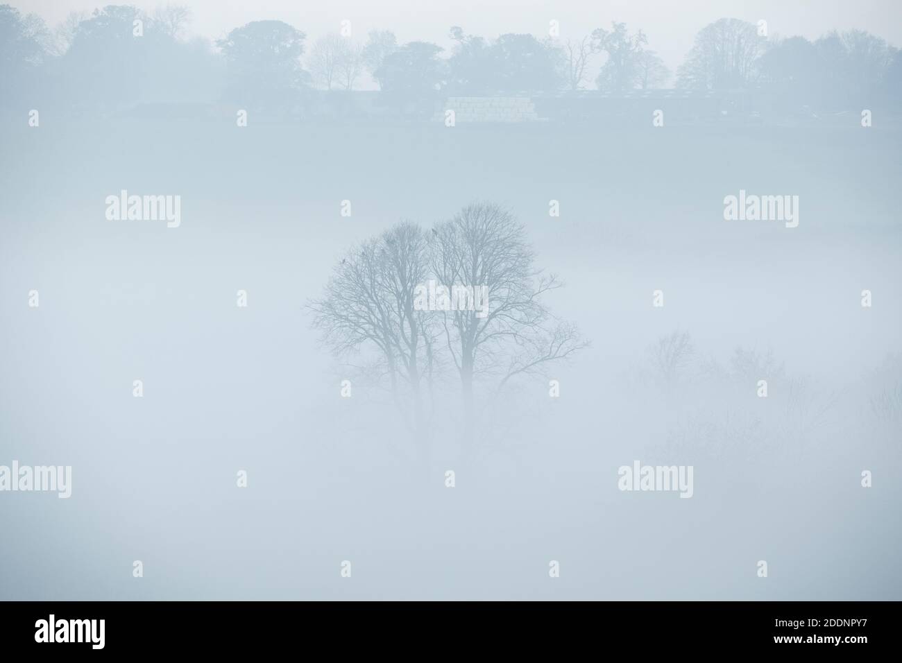 Arbres dans le brouillard d'automne matin surplombant Naunton. Cotswolds, Gloucestershire, Angleterre Banque D'Images