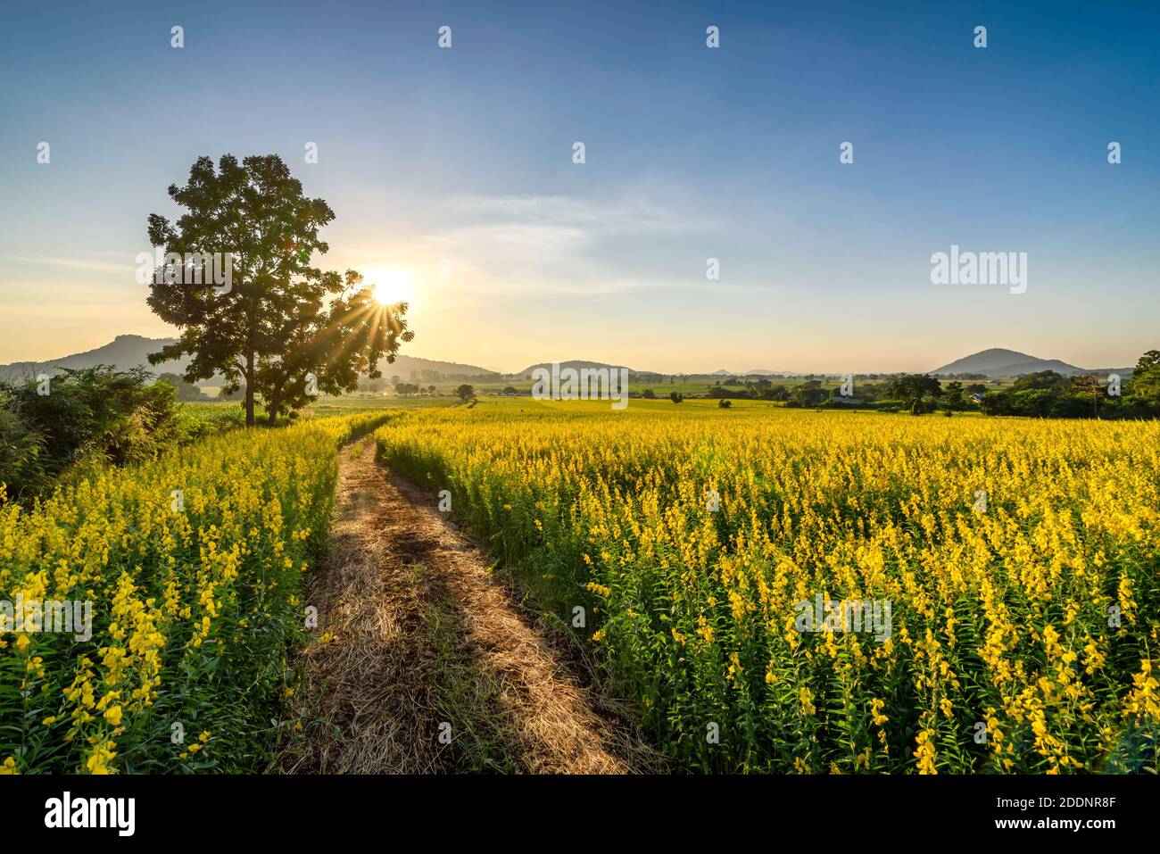 Le magnifique paysage d'un champ de chanvre jaune dans la province de Nakhon Sawan, en Thaïlande. Banque D'Images