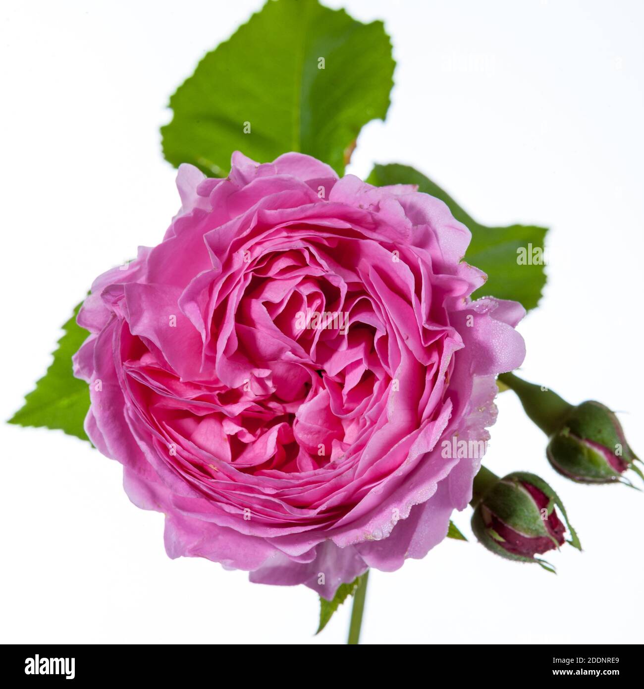 'La reine de Suède, Austiger' English Rose, fransk ros (Rosa) Banque D'Images