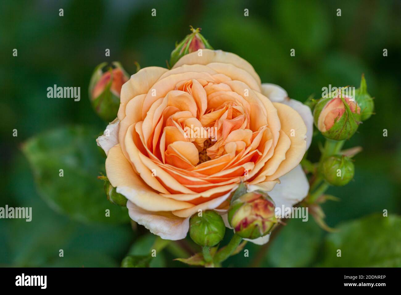'Charles Austin, Ausfather' English Rose, fransk ros (Rosa) Banque D'Images