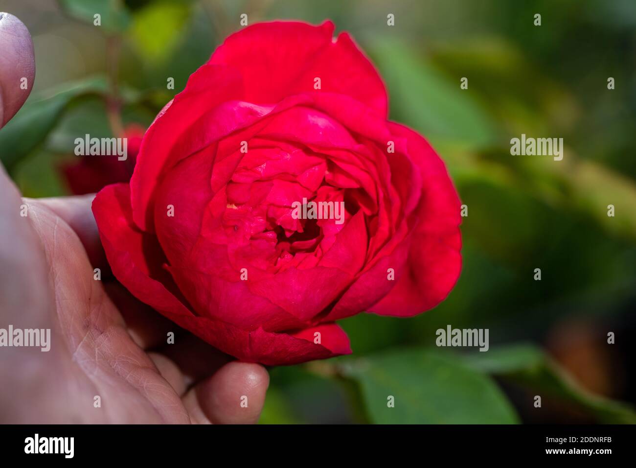 'Benjamin Britten, Ausencart' English Rose, fransk ros (Rosa) Banque D'Images