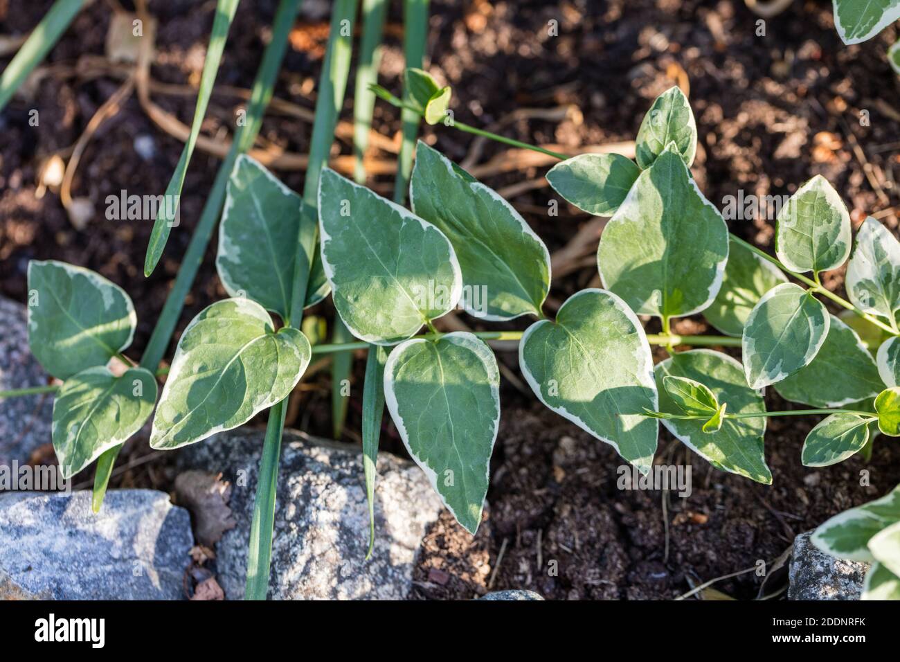 'Variegata' Variegated Greater Periwinkle, Stor vintergröna (Vinca Major) Banque D'Images