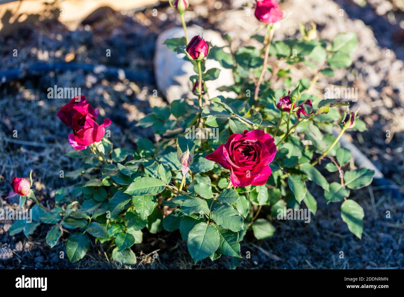 'Munstead Wood, Ausbernard' Rose anglaise, Engelsk ros (Rosa) Banque D'Images