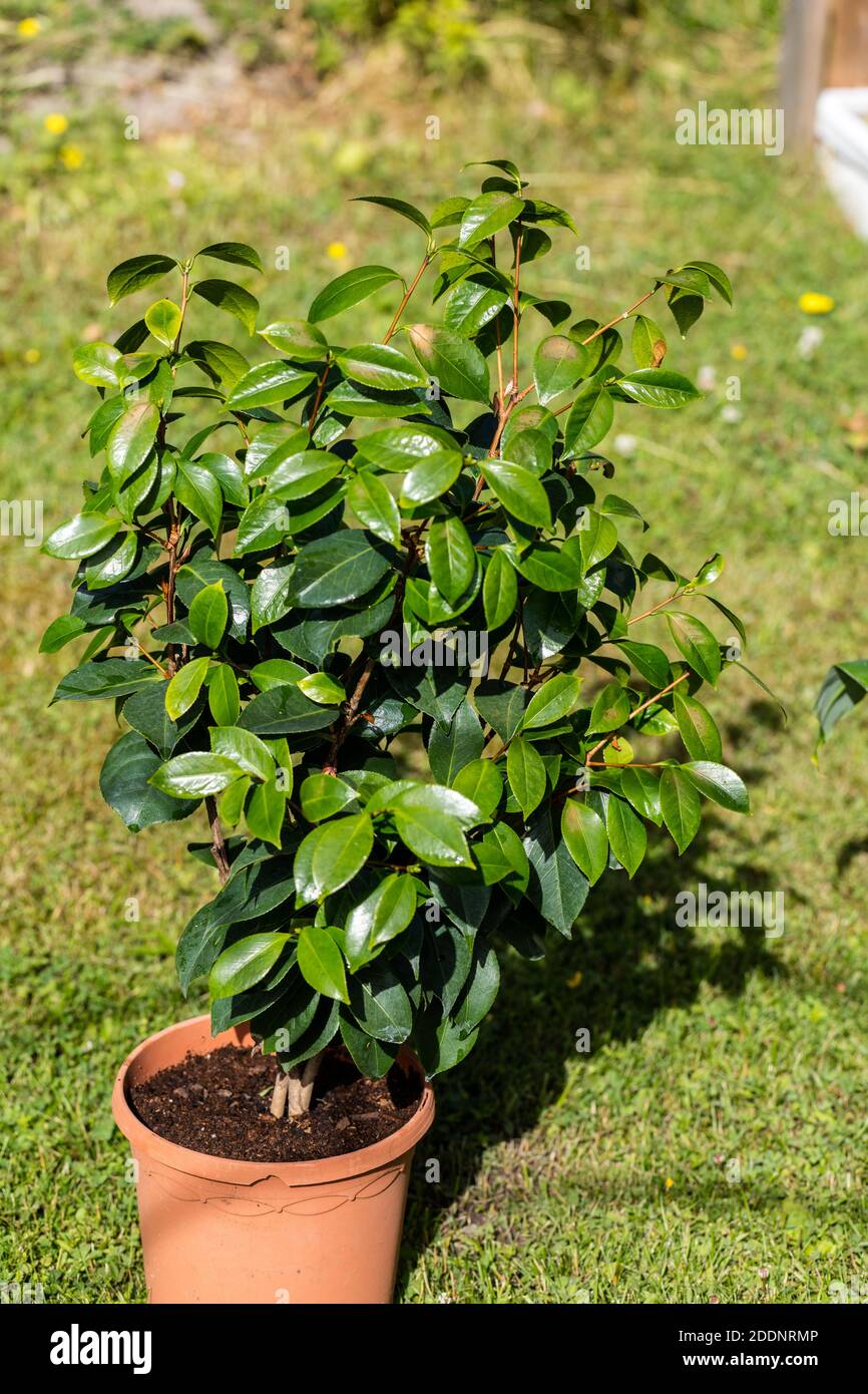Japonais Camillia, Kamelia (Camellia japonica) Banque D'Images