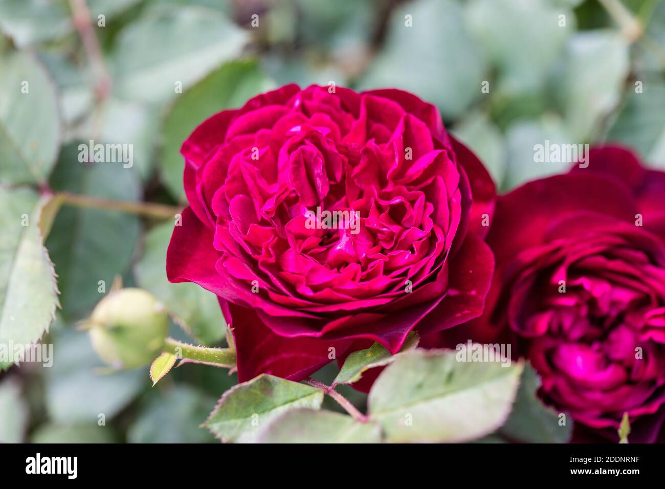 'Munstead Wood, Ausbernard' Rose anglaise, Engelsk ros (Rosa) Banque D'Images