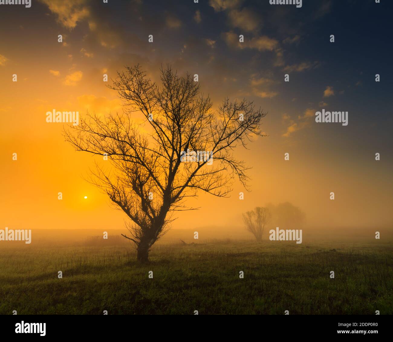 Silhouette d'un arbre isolé avec un ciel éclatant au lever du soleil Banque D'Images