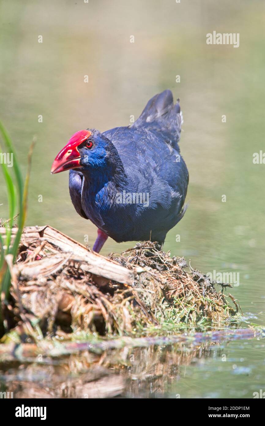 Swamphen occidental (Porphyrio porphyrio), adulte, Parc naturel de Ria Formosa, Algarve, Portugal. Banque D'Images