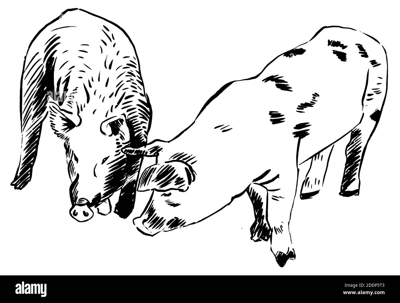 Deux cochons dessinent un croquis à la main. Illustration vectorielle graphique noir et blanc Illustration de Vecteur