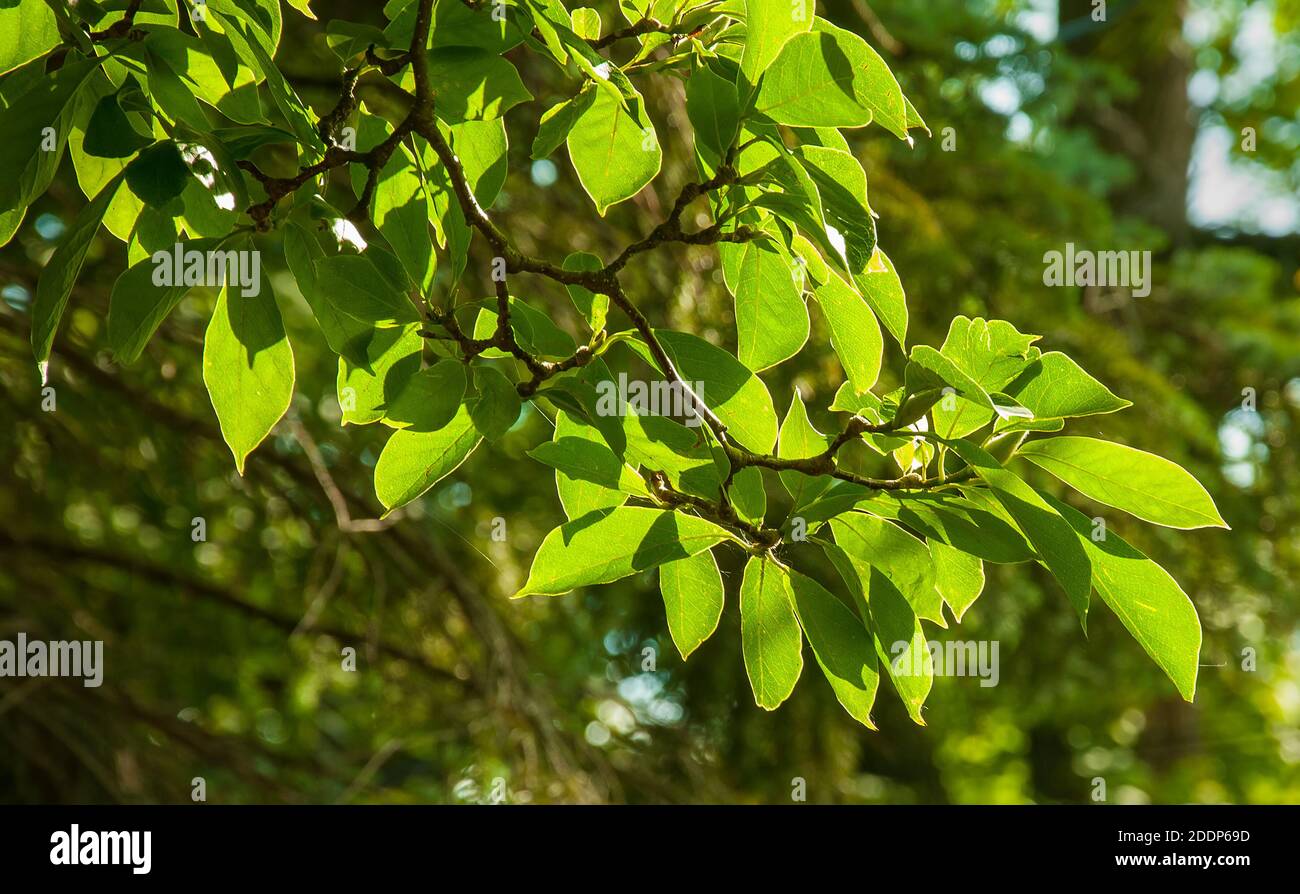 Le mouilage du magnolia après la floraison printanière Banque D'Images