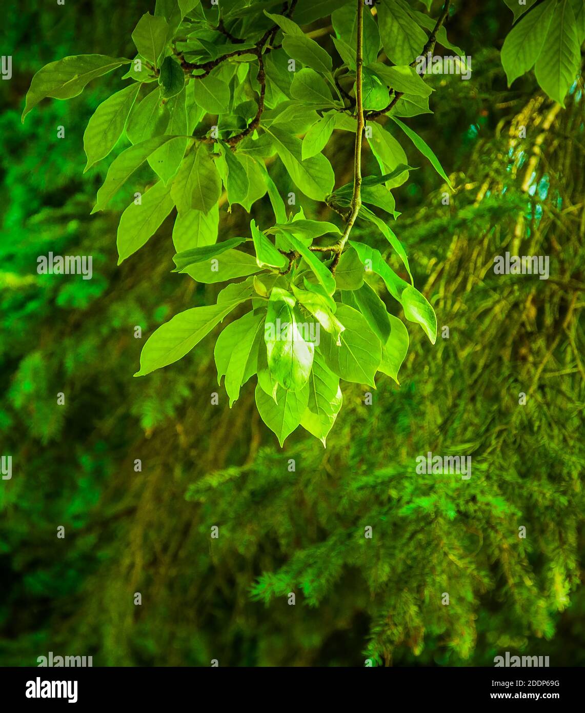 Le mouilage du magnolia après la floraison printanière Banque D'Images