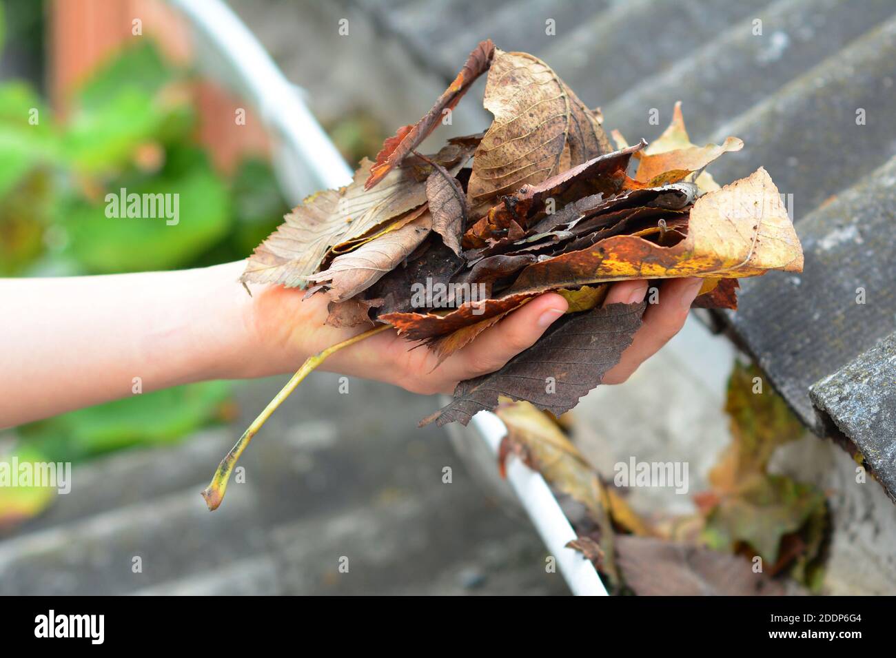 Entretien des gouttières : un homme retire les feuilles d'une gouttière bloquée pour garder les gouttières propres et éviter d'endommager le toit et les gouttières. Banque D'Images