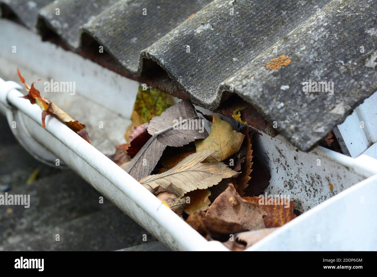 Gros plan sur un gouttière obstruée par des feuilles, de la saleté, du lichen et de la mousse tombés sur le toit en amiante, ce qui pourrait empêcher l'eau de s'écouler et endommager le r Banque D'Images
