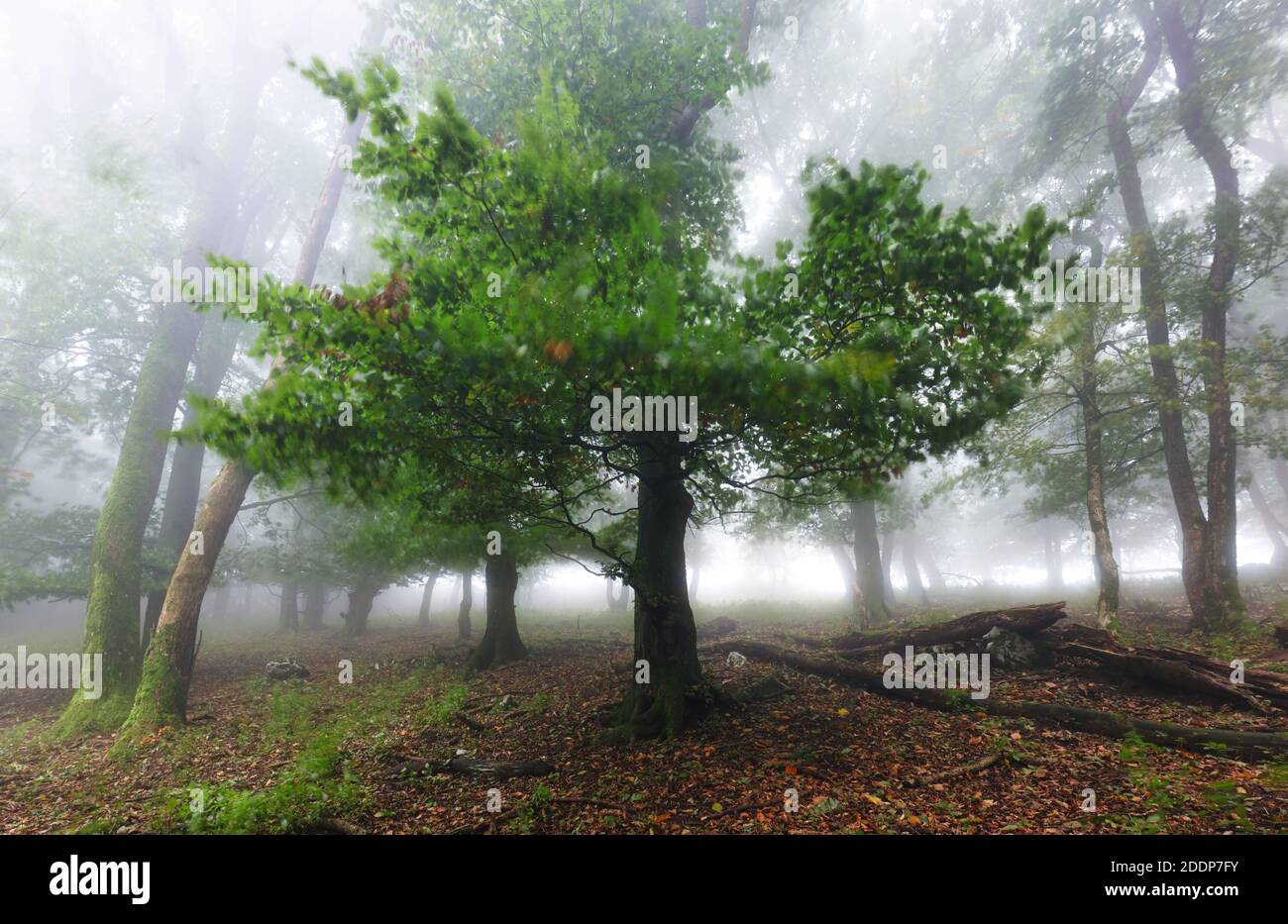 Belle forêt au lever du soleil brumeux. Troncs d'arbre et paysage de brume froide. Banque D'Images