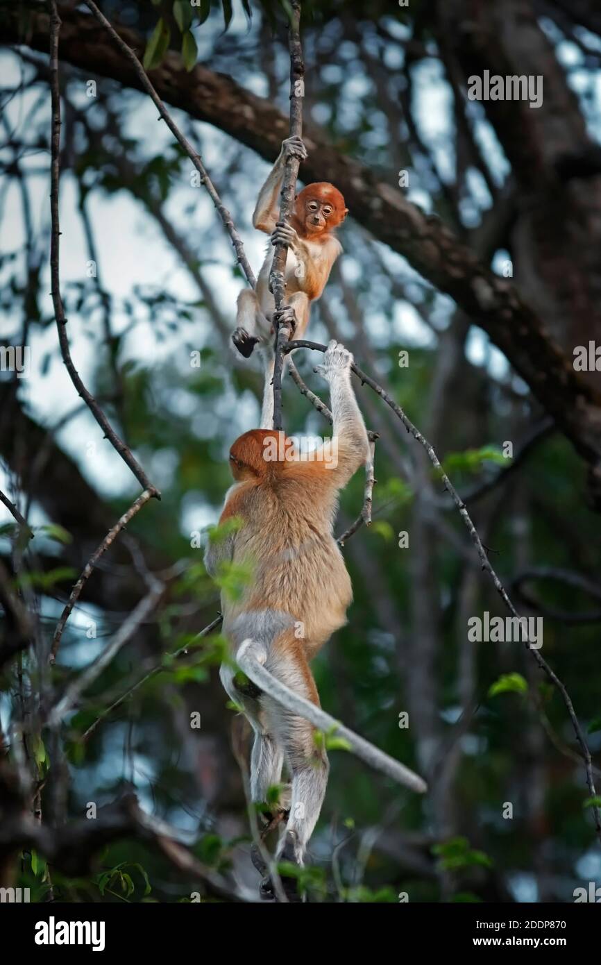 Des singes proboscis (Nasalis larvatus) grimpent un arbre. Kinabatang, Sabah, Bornéo, Malaisie. Banque D'Images