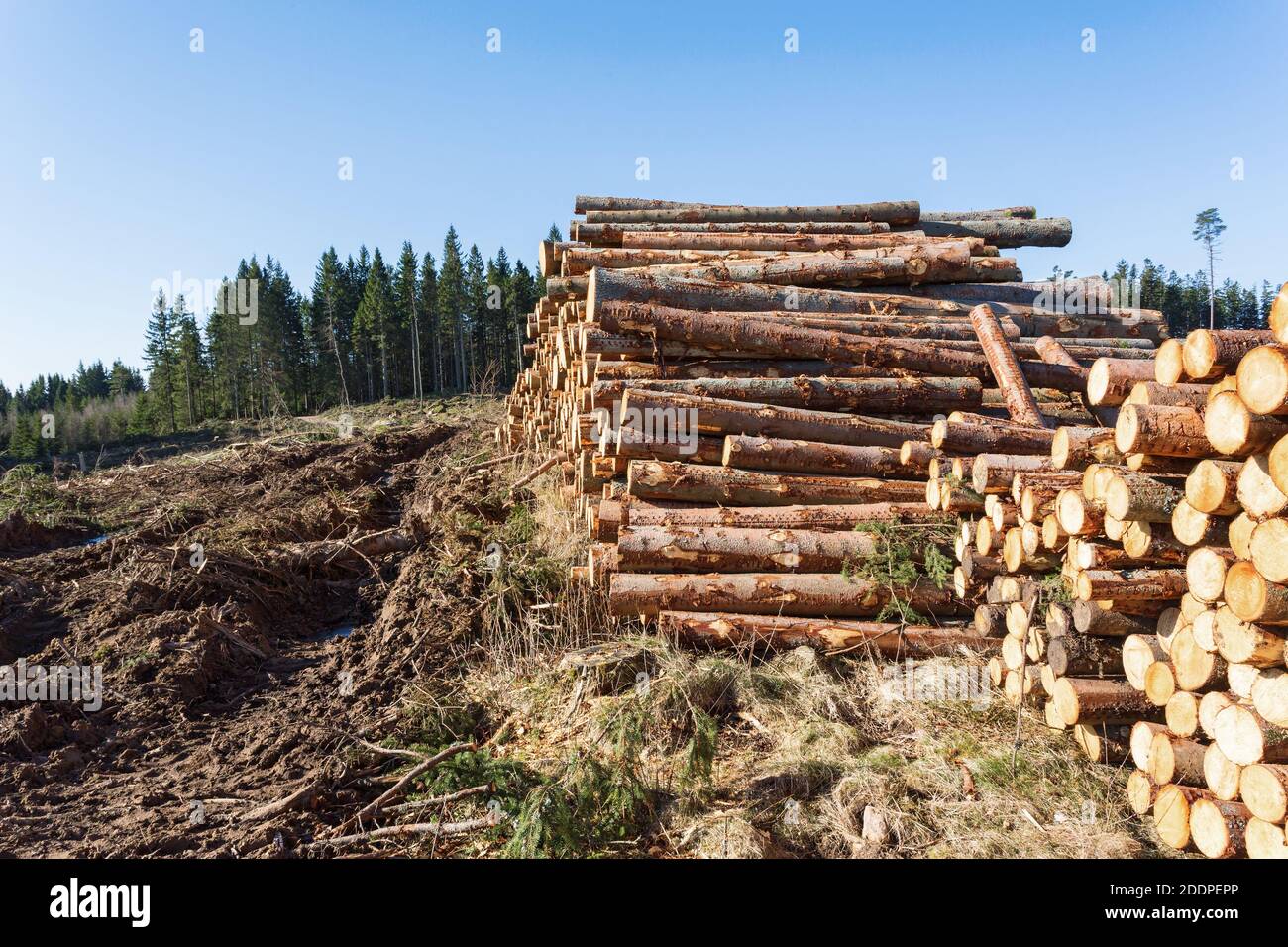 Dommages au véhicule dans le sol à un dépôt de bois dans la forêt Banque D'Images