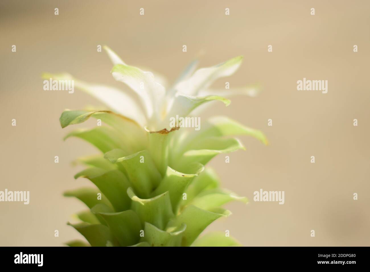 Photo de la plante de gingembre de lys cachés de domestica (curcuma sp) Banque D'Images