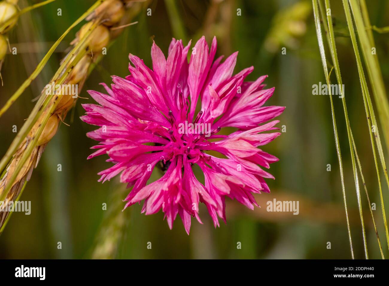 Bleuet, fleur de maïs (Centaurea cyanus), avec fleurs roses, Allemagne, Bade-Wurtemberg Banque D'Images