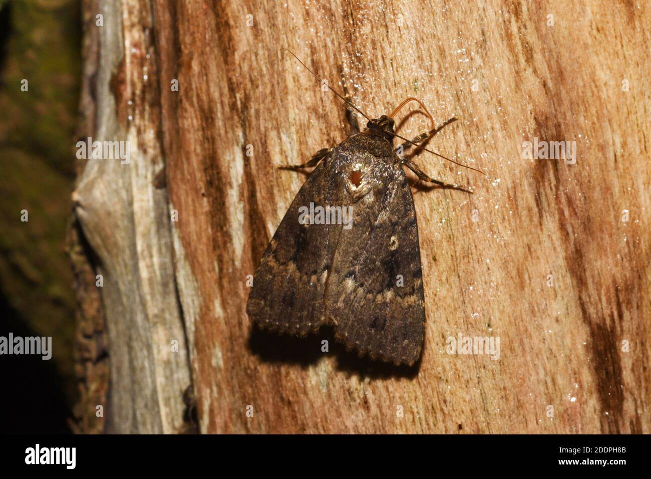 Cuivre sous-aile, Fruitworm vert humpé, Fruitworm vert pyramide (Amphipyra pyramidea, Noctua pyramidea), à l'appât, vue dorsale, Allemagne, Nord Banque D'Images