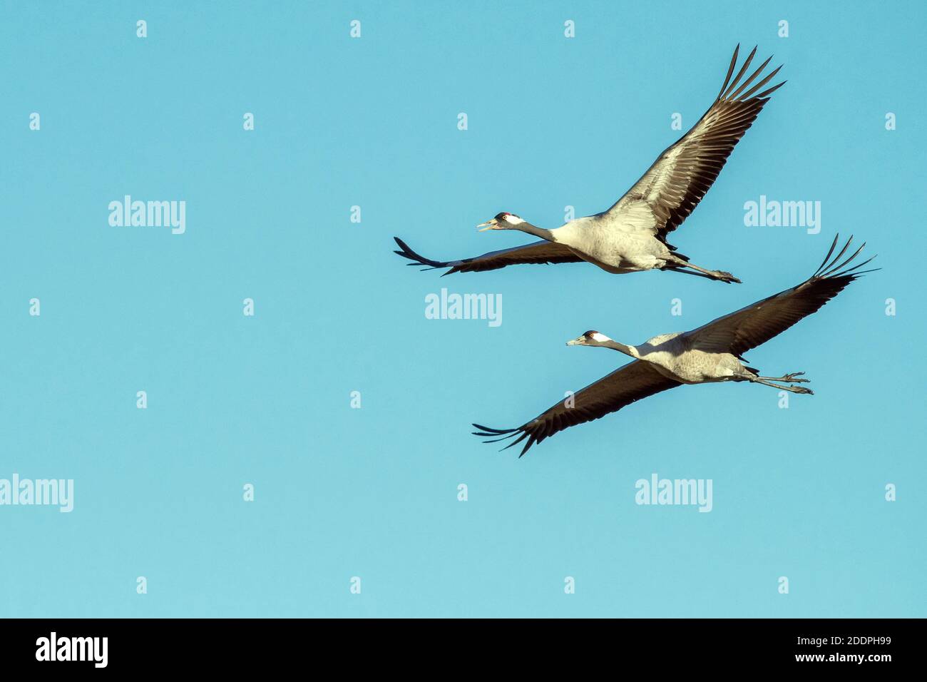 Grue commune, grue eurasienne (Grus grus), en vol, Suède, Vaestergoetland, Falkoeping Banque D'Images Grue commune, grue eurasienne (Grus grus), en vol, Suède, Vaestergoetland, Falkoeping Banque D'Images