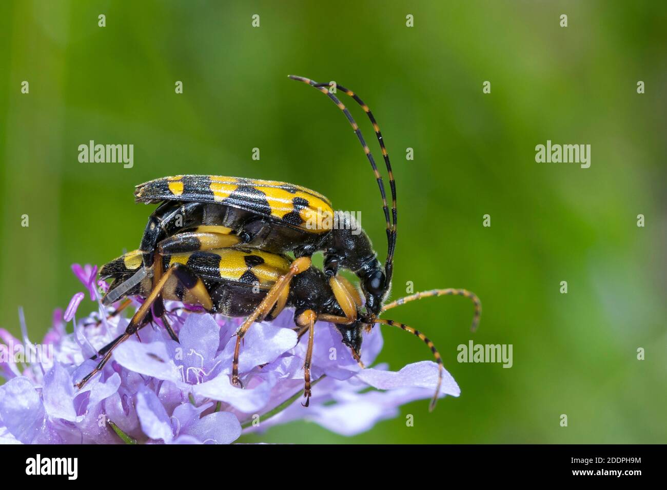 Longhorn tacheté, Béton de Longhorn jaune-noir (Strangalia maculata, Stenurella maculata, Leptura maculata, Rutpela maculata), qui se pond sur une cabiosa, Banque D'Images
