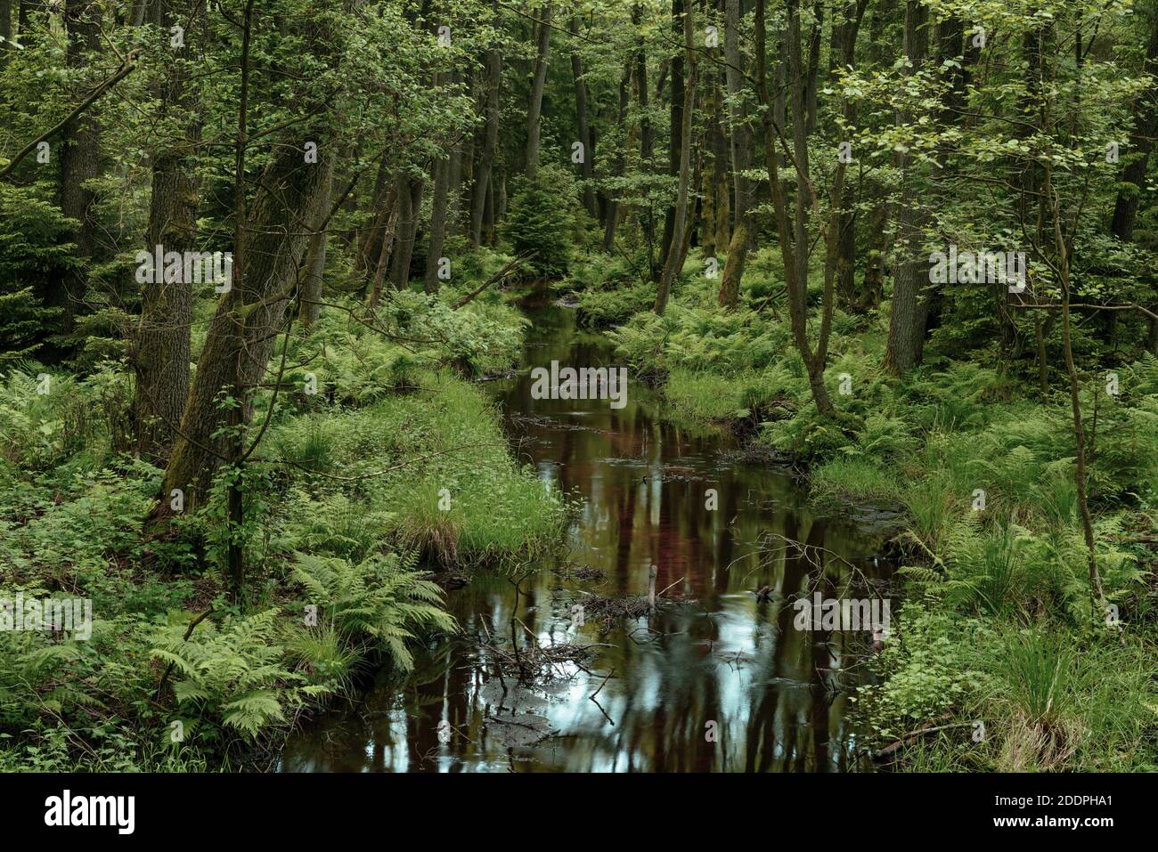 Forêt de plaine inondable à l'Oertze, Lueneburg Heath, Allemagne, Basse-Saxe Banque D'Images