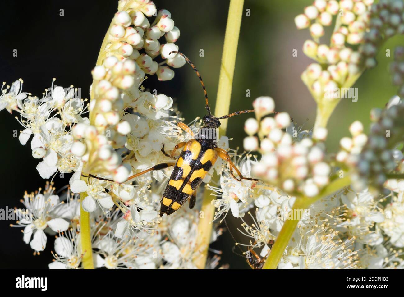 Loncorne tachetée, longicorne jaune-noire (Strangalia maculata, Stenurella maculata, Leptura maculata, Rutpela maculata), sur l'inflorescence Banque D'Images