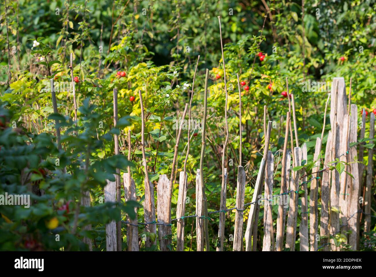 Aide à la nidification des abeilles sauvages à partir de tiges piqueuses à la clôture de piquetage, Allemagne Banque D'Images