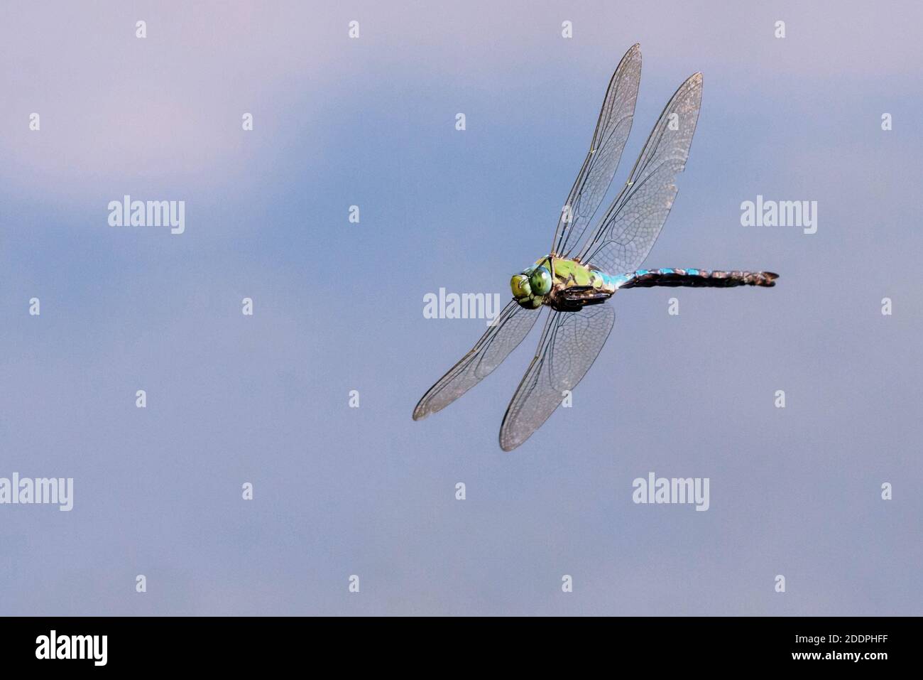 libellule empereur (Anax imperator), en vol, Allemagne, Basse-Saxe, Goldenstedter Moor Banque D'Images