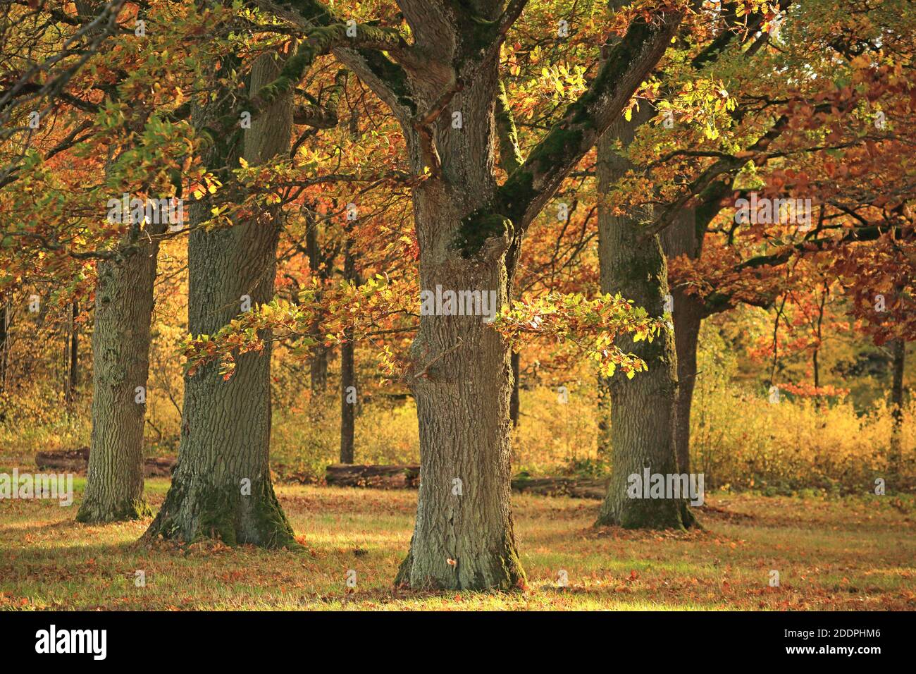 Forêt de chênes en automne, Allemagne, Bade-Wurtemberg, Lichtel Banque D'Images