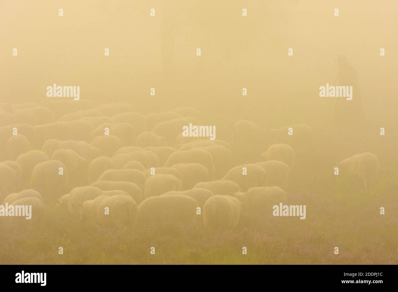 Moutons domestiques (Ovis ammon F. aries), troupeau de moutons dans un brouillard matinal dense, Allemagne, Basse-Saxe, Oldenburger Muensterland, Dwergte Banque D'Images