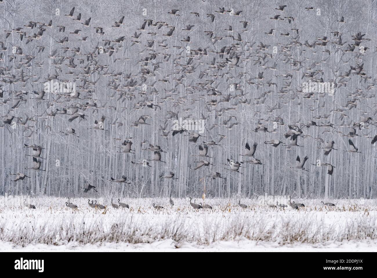 Grue commune, grue eurasienne (Grus grus), grues dans la neige, Allemagne, Basse-Saxe, Goldenstedter Moor Banque D'Images