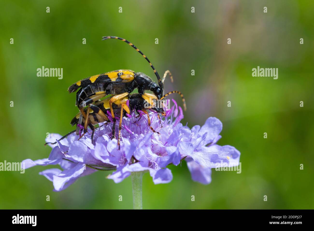Longhorn tacheté, Béton de Longhorn jaune-noir (Strangalia maculata, Stenurella maculata, Leptura maculata, Rutpela maculata), qui se pond sur une cabiosa, Banque D'Images